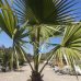 Mexická palma (Washingtonia Robusta) – výška kmeňa 60-80 cm, celková výška 160-180 cm, obvod listov +-110 cm (-4°C) 